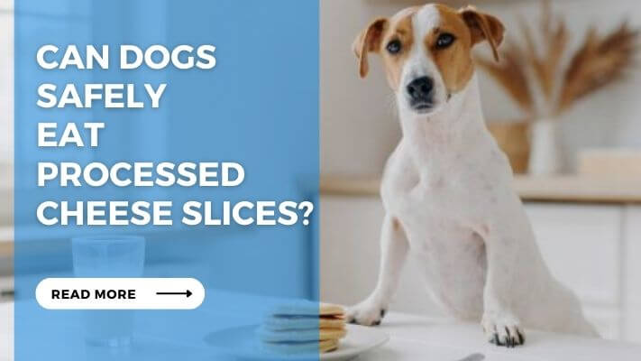 Can Dogs Safely Eat Processed Cheese Slices