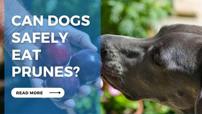 Can Dogs Safely Eat Prunes