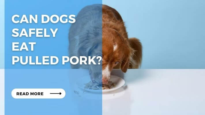 Can Dogs Safely Eat Pulled Pork