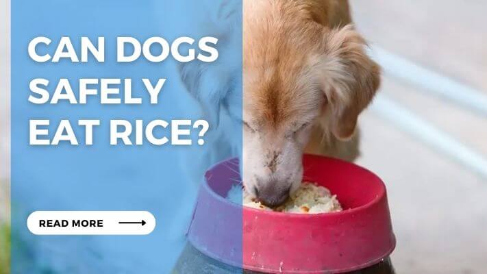 Can Dogs Safely Eat Rice