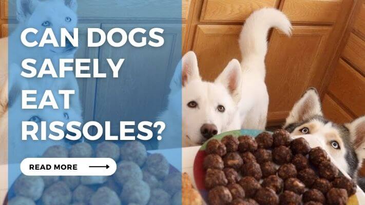 Can Dogs Safely Eat Rissoles