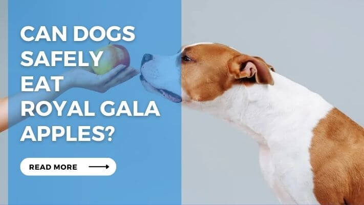 Can Dogs Safely Eat Royal Gala Apples