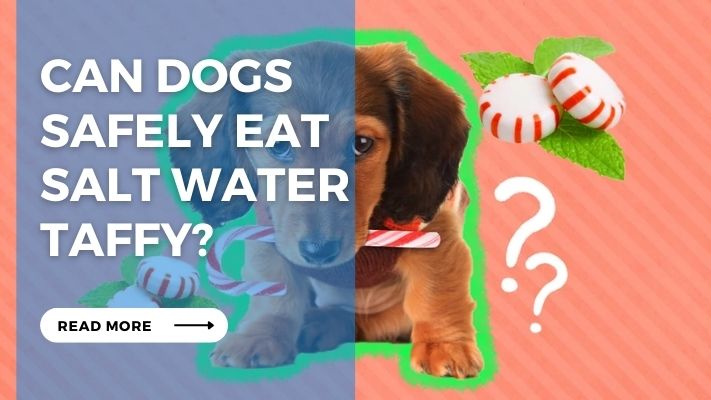 Can Dogs Safely Eat  Salt Water Taffy