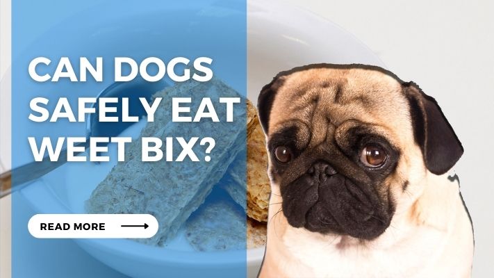 Can Dogs Safely Eat Weet Bix