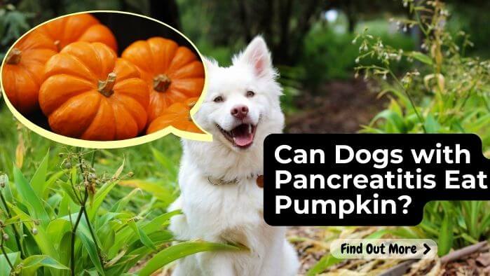 Can Dogs With Pancreatitis Eat Pumpkin