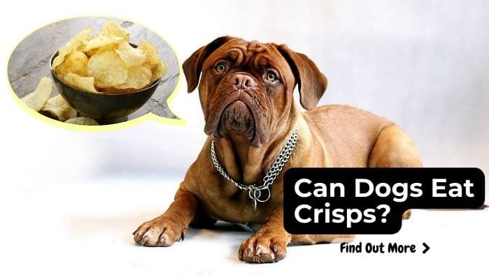 Can Dogs eat Crisps