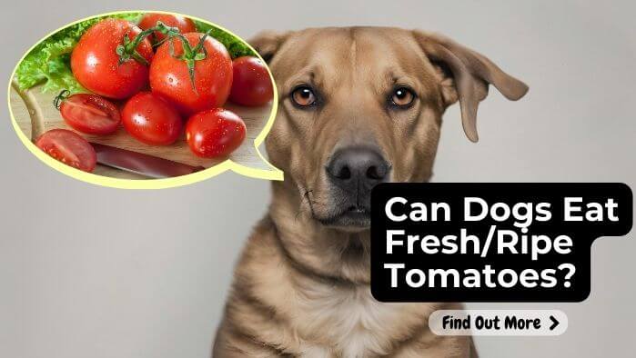 Can Dogs eat FreshRipe Tomatoes