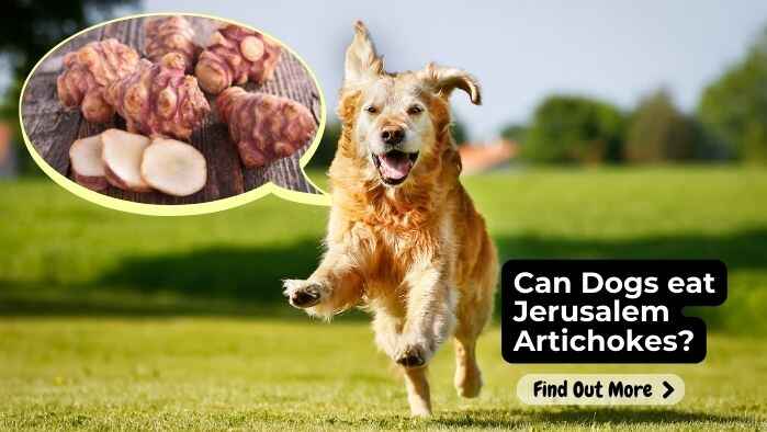 Can Dogs eat Jerusalem Artichokes