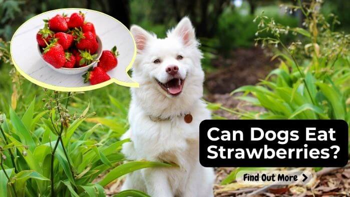 Can Dogs eat Strawberries