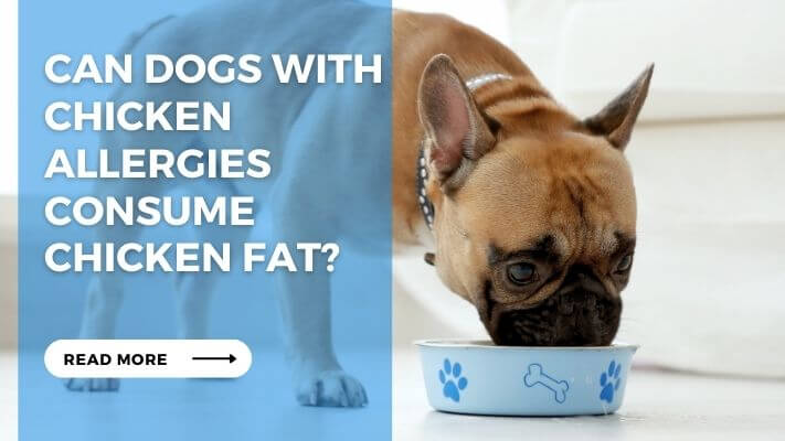 Can Dogs with Chicken Allergies Consume Chicken Fat