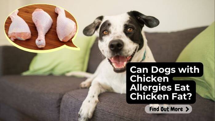 Can Dogs with Chicken Allergies Eat Chicken Fat