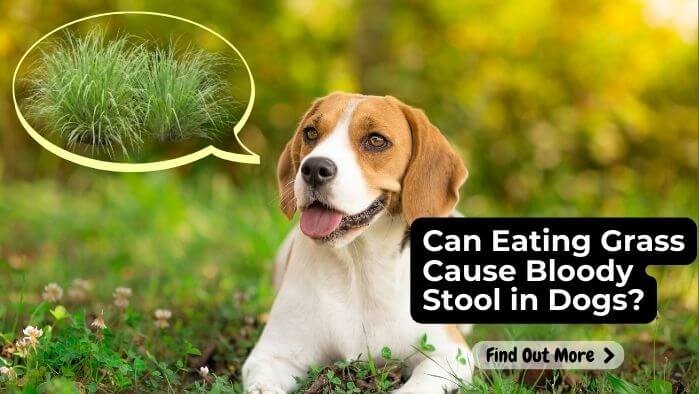 Can Eating Grass Cause Bloody Stool in Dogs