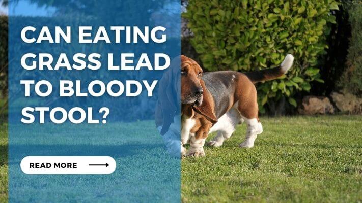 Can Eating Grass Lead to Bloody Stool