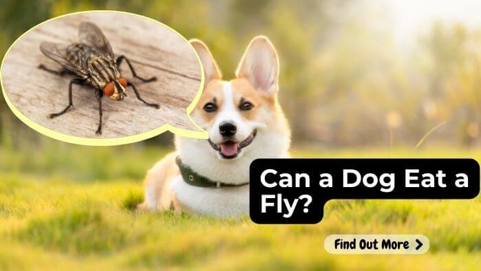 Can a Dog eat a Fly