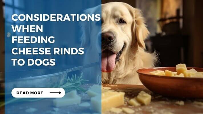 Considerations When Feeding Cheese Rinds to Dogs