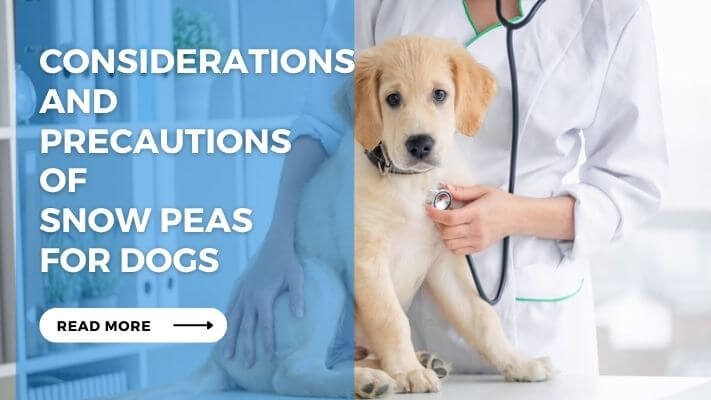 Considerations and Precautions of Snow Peas for Dogs