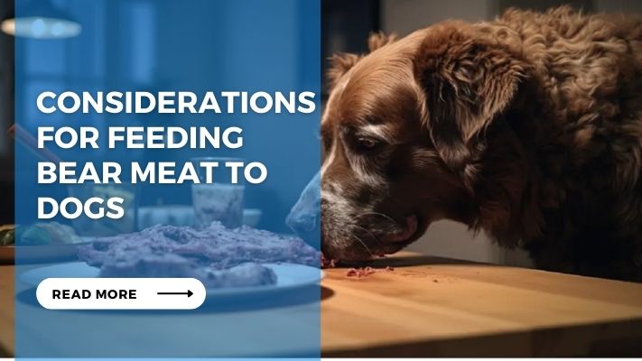 Considerations for Feeding Bear Meat to Dogs