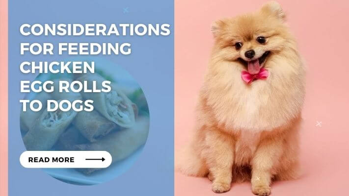 Considerations for Feeding Chicken Egg Rolls to Dogs