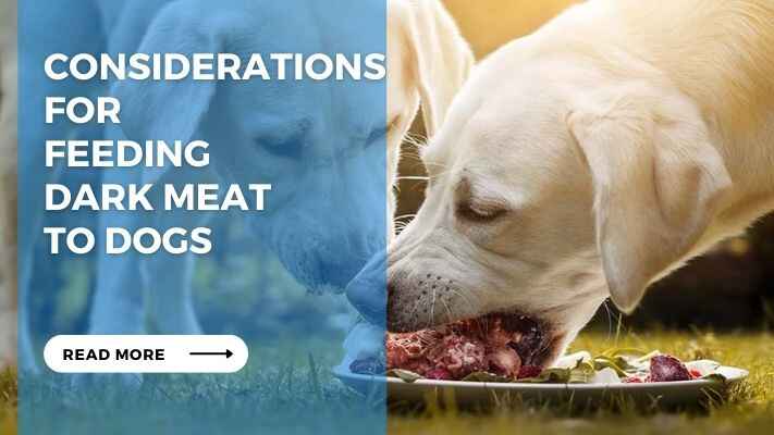 Considerations for Feeding Dark Meat to Dogs