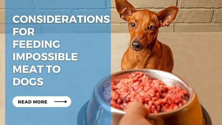 Considerations for Feeding Impossible Meat to Dogs