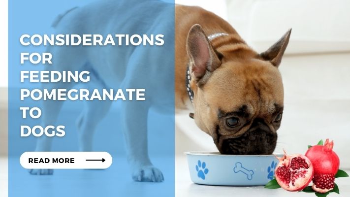 Considerations for Feeding Pomegranate to Dogs