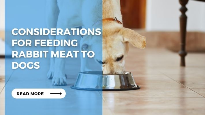 Considerations for Feeding Rabbit Meat to Dogs