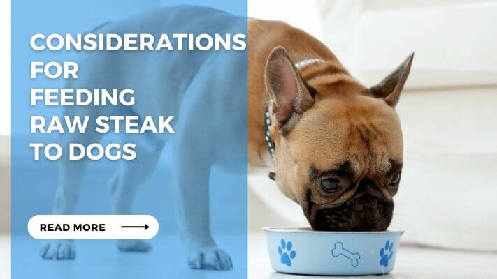 Considerations for Feeding Raw Steak to Dogs