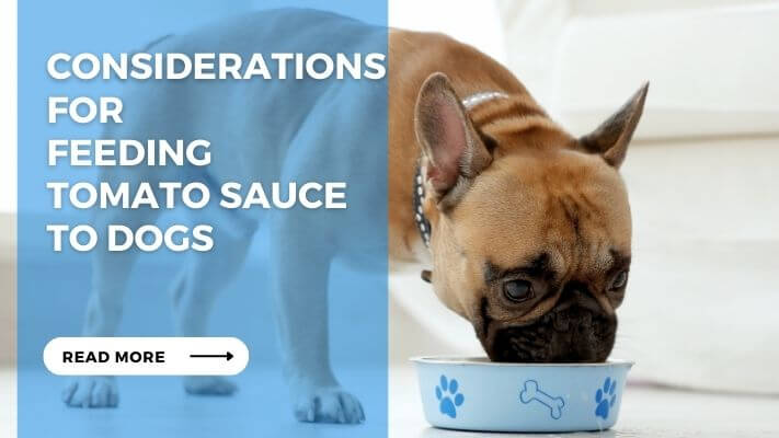 Considerations for Feeding Tomato Sauce to Dogs