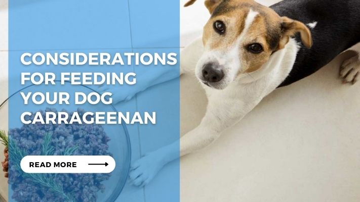 Considerations for Feeding Your Dog Carrageenan