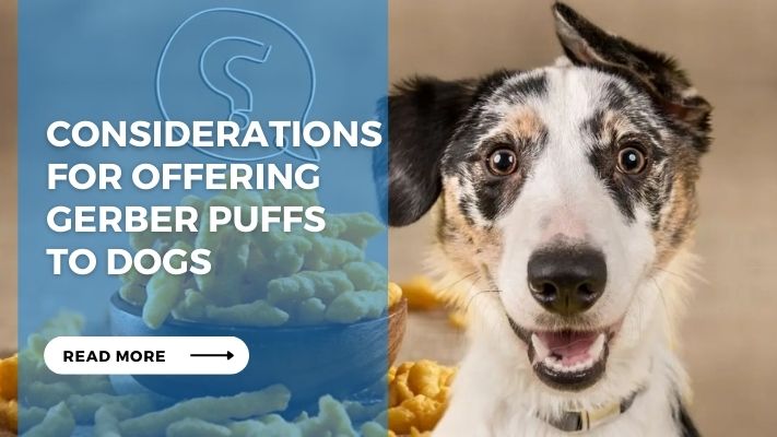 Considerations for Offering Gerber Puffs  to Dogs