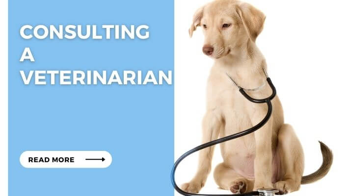 Consulting a Veterinarian