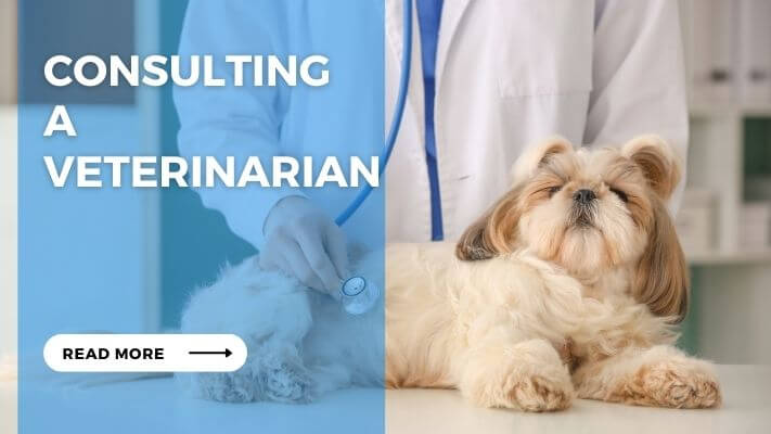 Consulting a Veterinarian