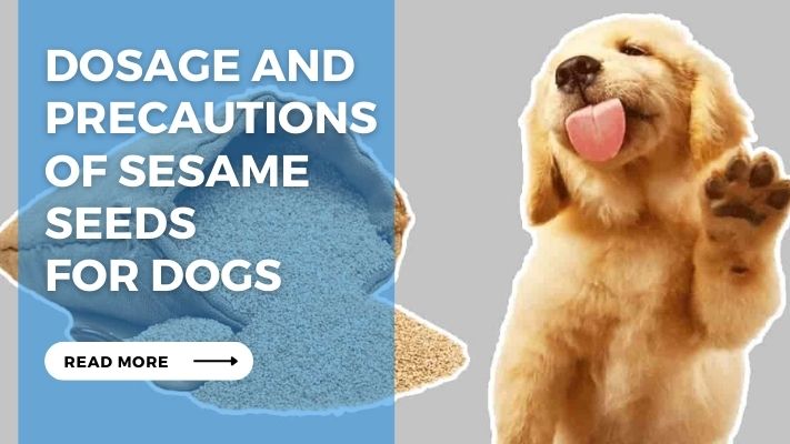 Dosage and Precautions  of Sesame Seeds  for Dogs