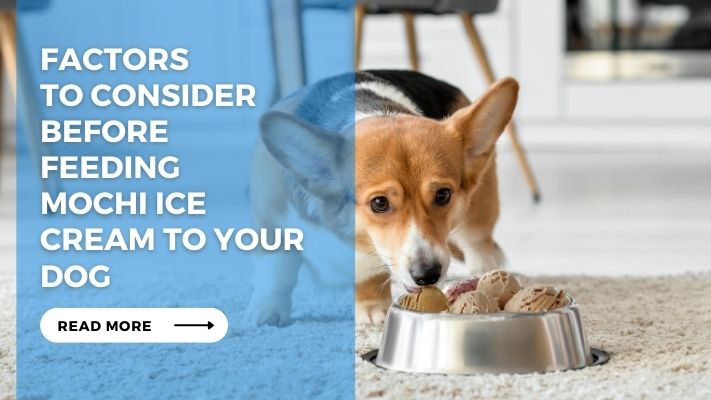 Factors to Consider Before Feeding Mochi Ice Cream to Your Dog