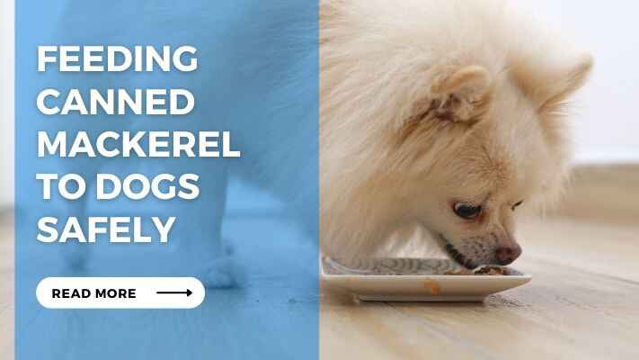 Feeding Canned Mackerel to Dogs Safely