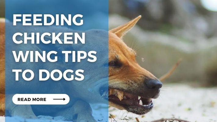 Feeding Chicken  Wing Tips  to Dogs