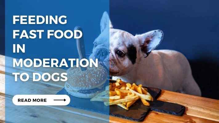 Feeding Fast Food in Moderation to Dogs