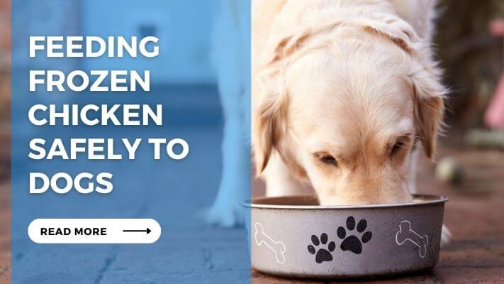 Feeding Frozen Chicken Safely to Dogs