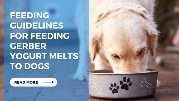 Feeding Guidelines for Feeding Gerber Yogurt Melts to Dogs