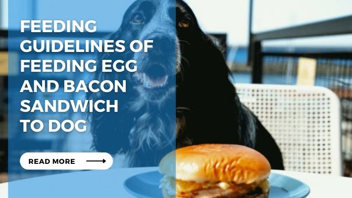 Feeding Guidelines of Feeding Egg and Bacon Sandwich to Dog