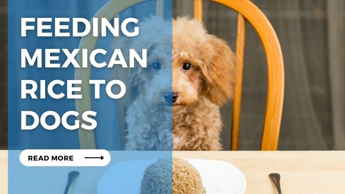 Feeding Mexican  Rice to  Dogs