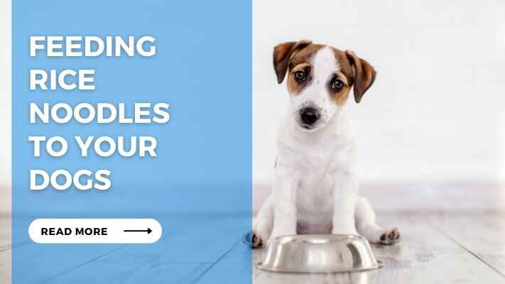 Feeding Rice Noodles to Your Dogs