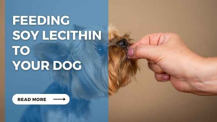 Feeding Soy Lecithin to Your Dog