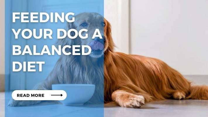 Feeding  Your Dog a  Balanced  Diet