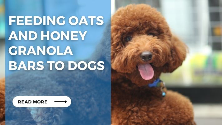Feeding oats and honey granola bars to dogs