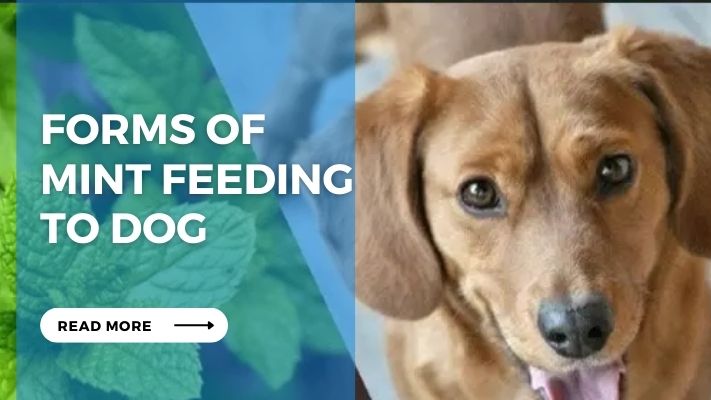 Forms of Mint feeding to Dog