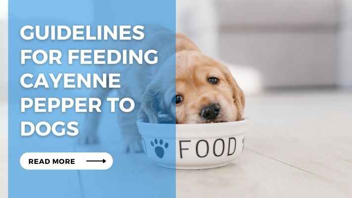 Guidelines for Feeding Cayenne Pepper to Dogs