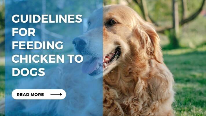 Guidelines for Feeding Chicken to Dogs