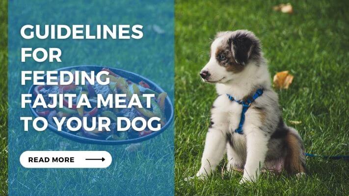 Guidelines for Feeding Fajita Meat to Your Dog