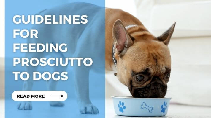 Guidelines for Feeding Prosciutto to Dogs